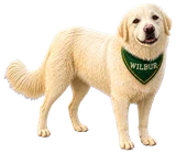 Wilbur, a fluffy cream dog wearing a green bandana